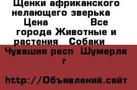 Щенки африканского нелающего зверька  › Цена ­ 35 000 - Все города Животные и растения » Собаки   . Чувашия респ.,Шумерля г.